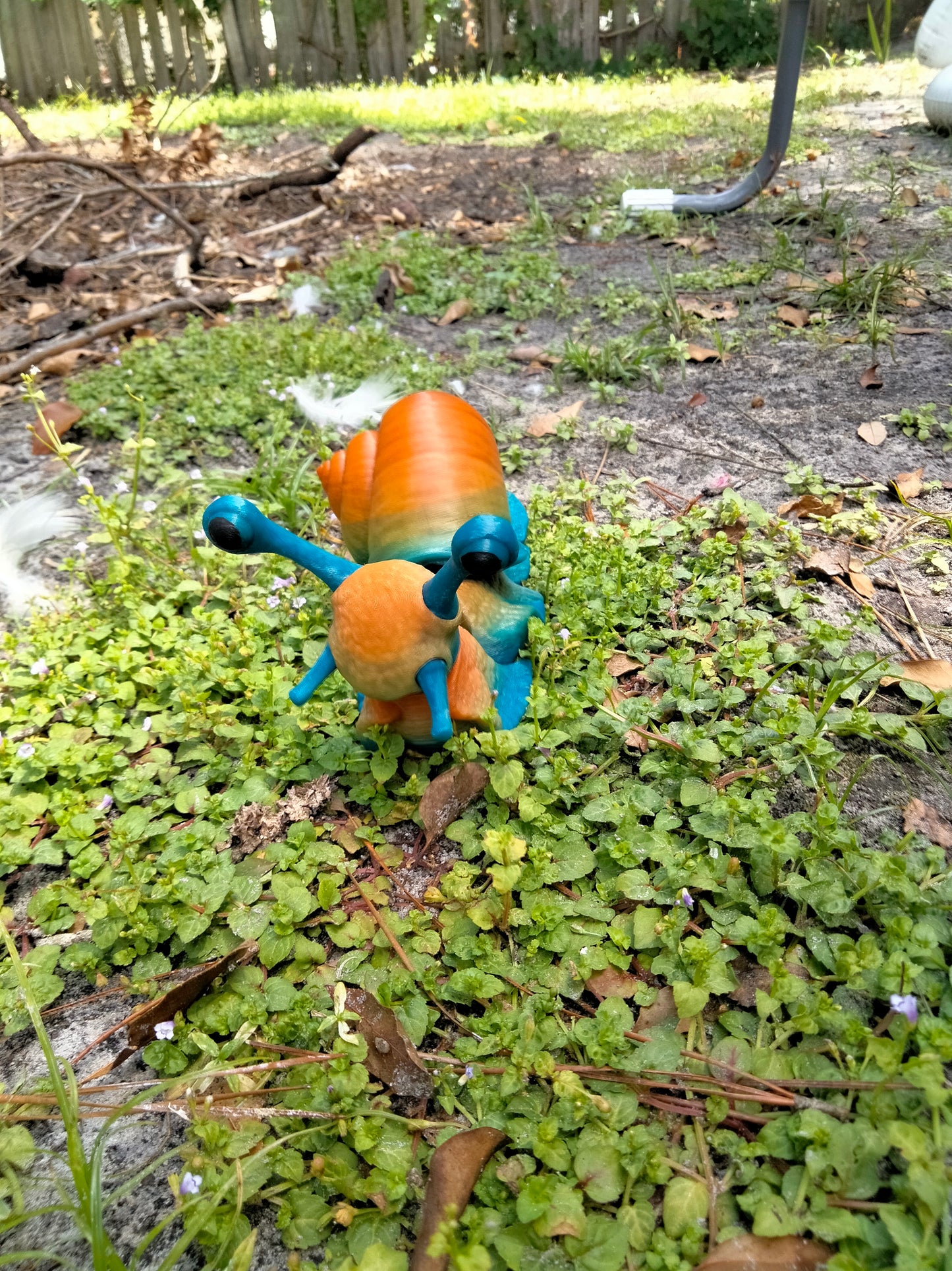 Sarge the snail