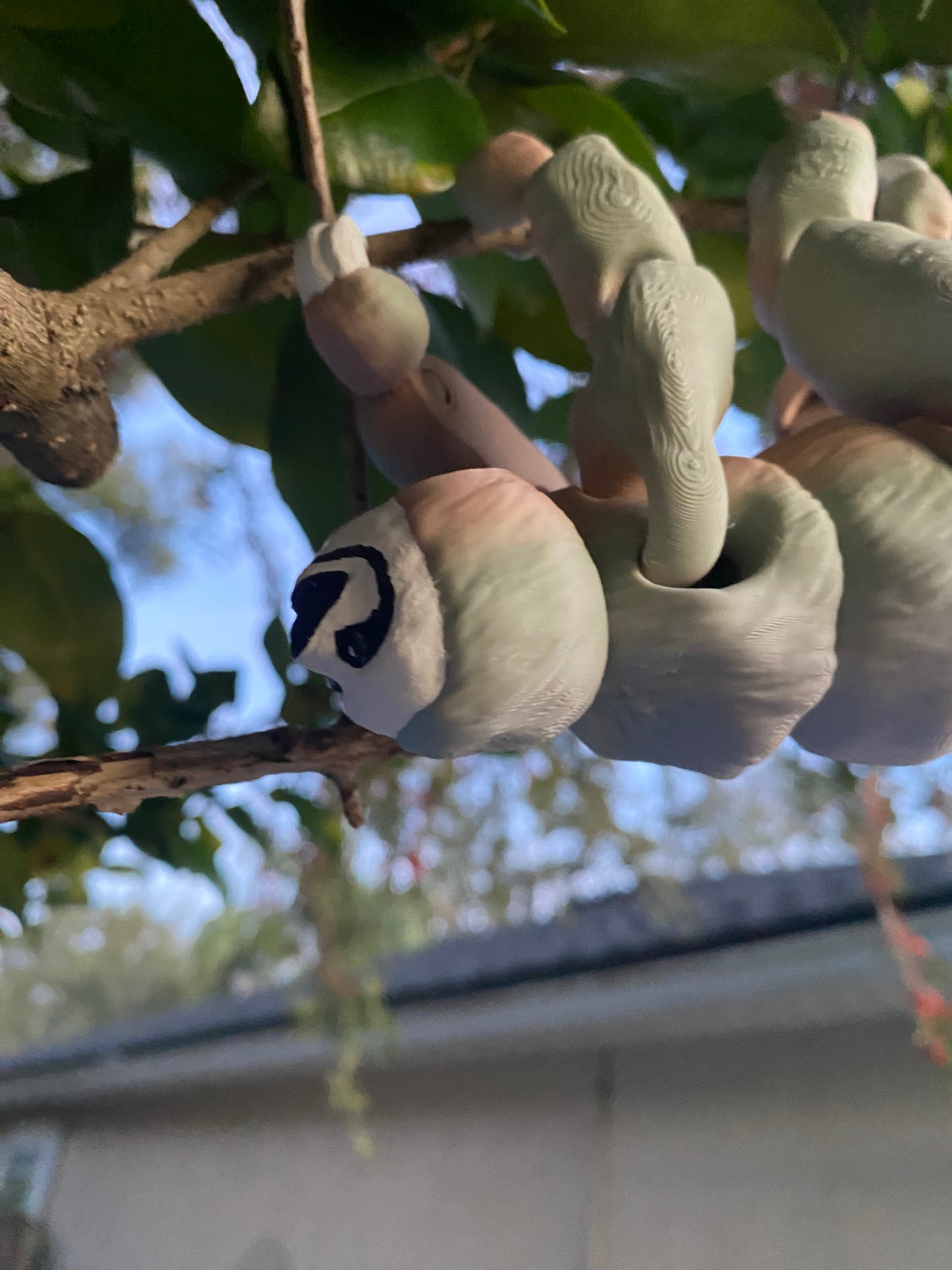 Craig the sloth