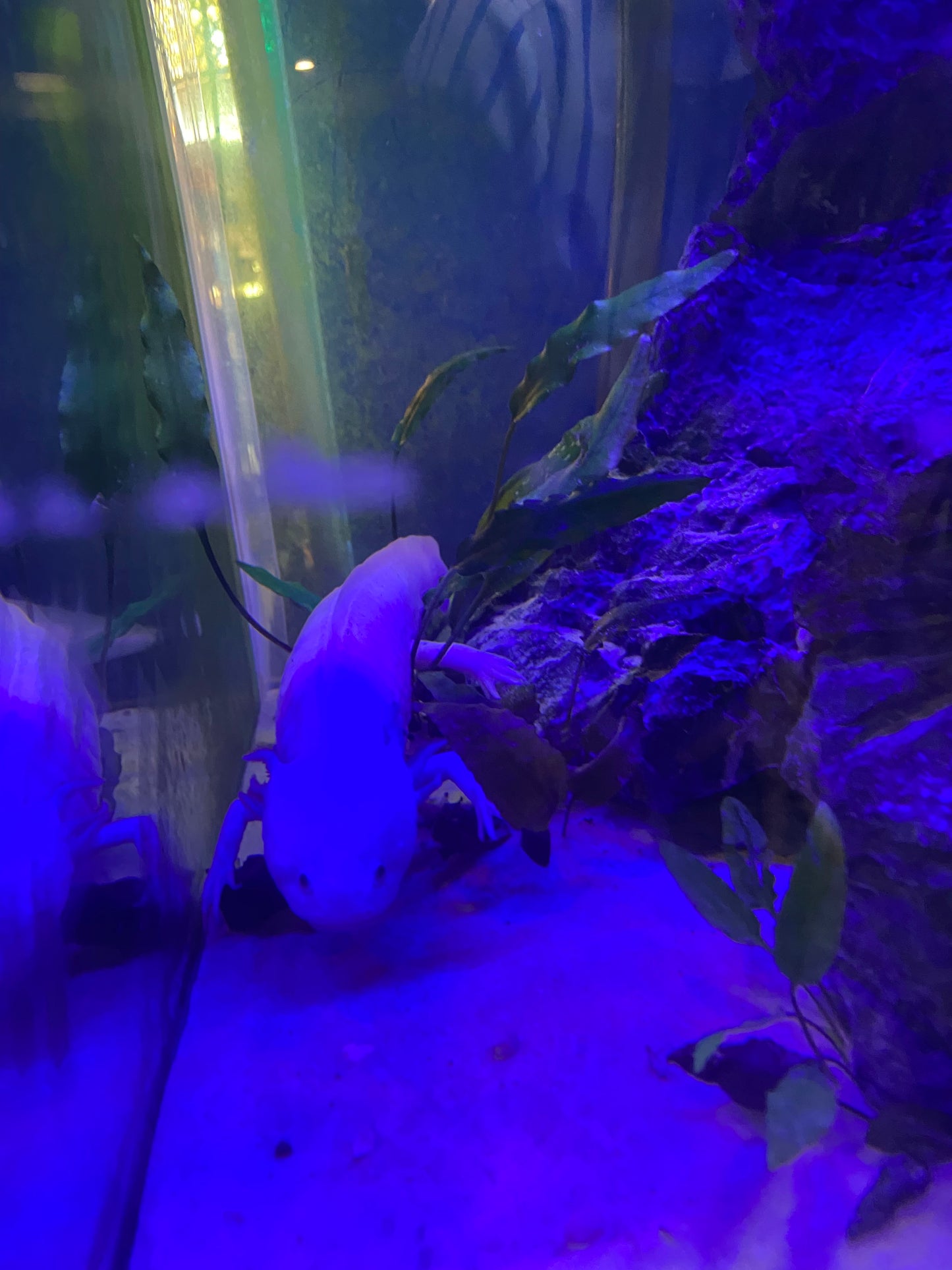 Biscuit the Axolotl (small size).