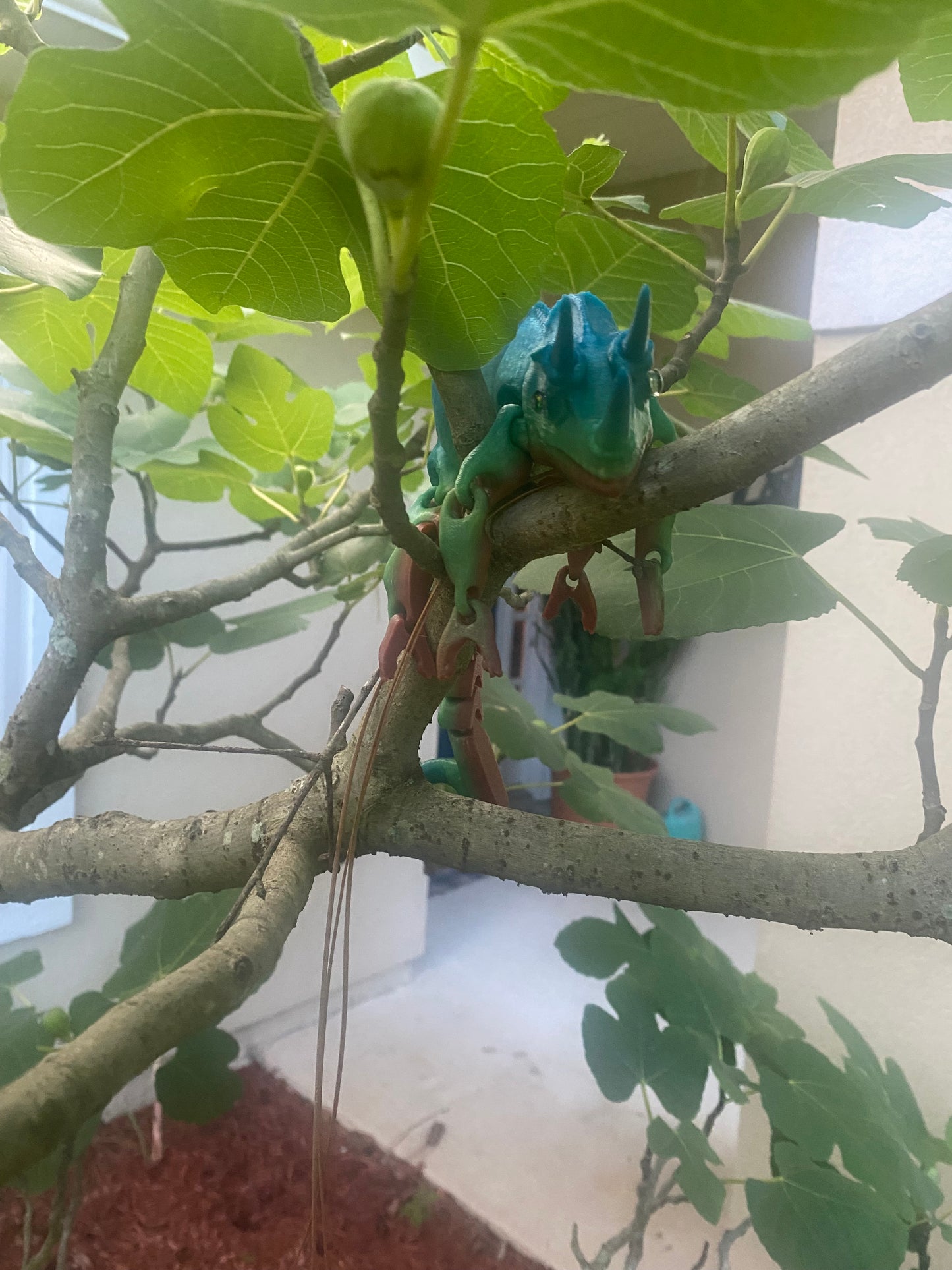 Spike the horned chameleon