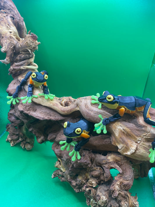 Number the Multi colored tree frog