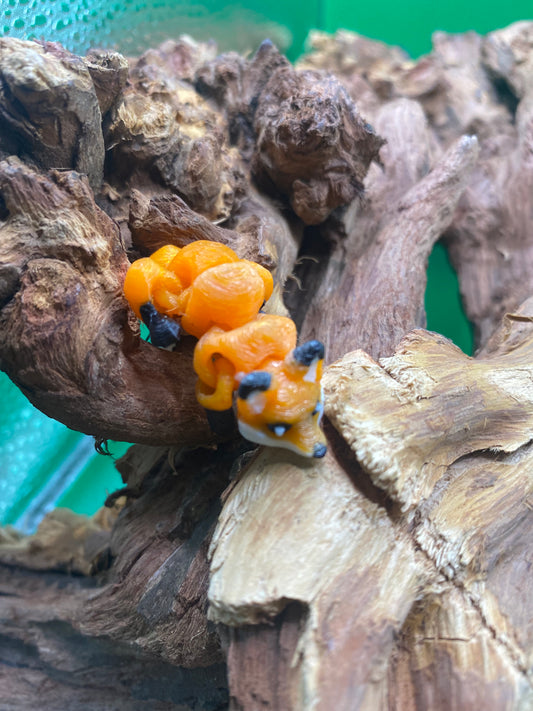 Nanny the Multicolored nano fox